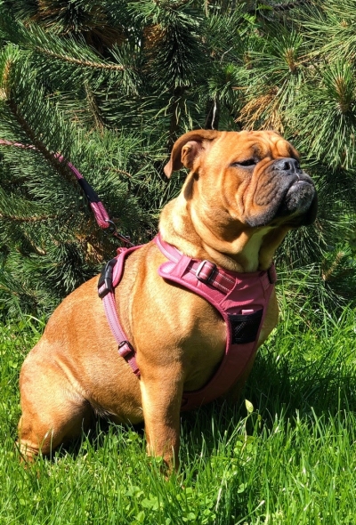 BELLAMIE BELLUTO