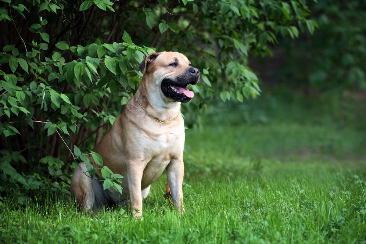 HEKATE'S SACRED DOGS ERL